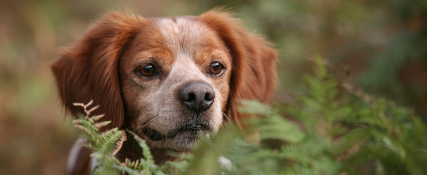 av CALENDRIER 2021 EPAGNEUL BRETON chien chasse offert un agenda de poche 2020 chien de race epagneul breton 